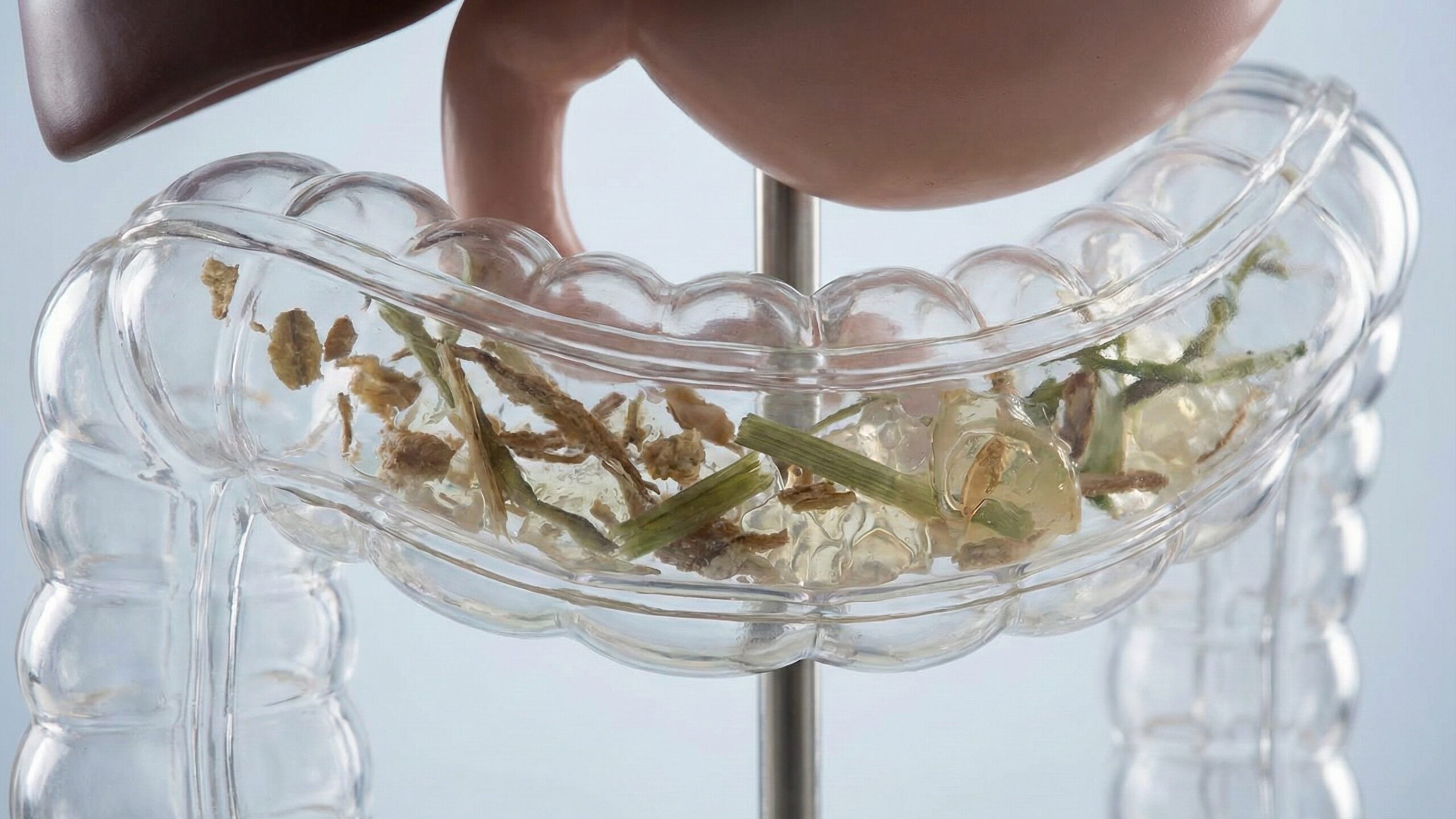 透明な人体の大腸模型の中に、植物の繊維のようなものが入っている。消化されずに腸を通過する過程のイメージ。